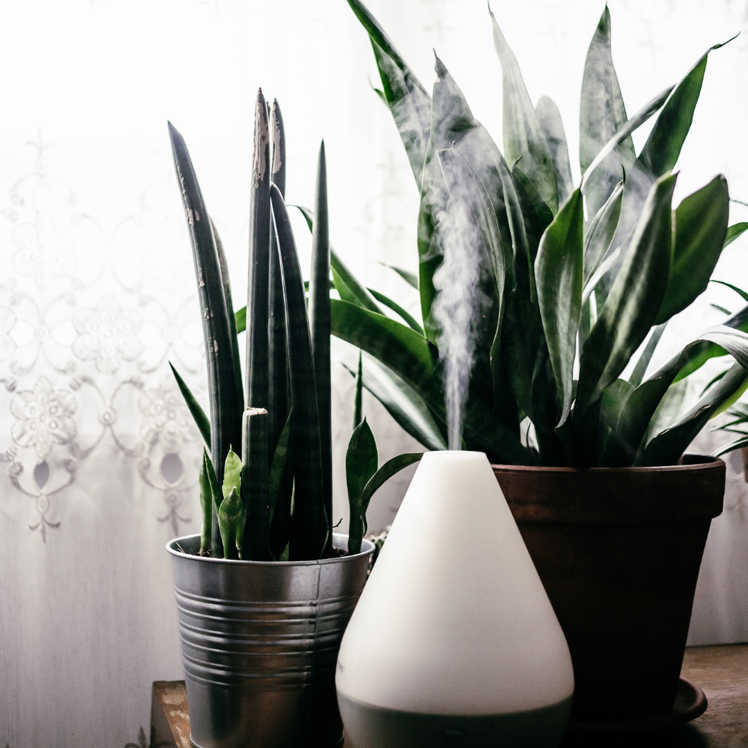 6 Pure Essential Oils Every Home Should Have for Their Diffuser
