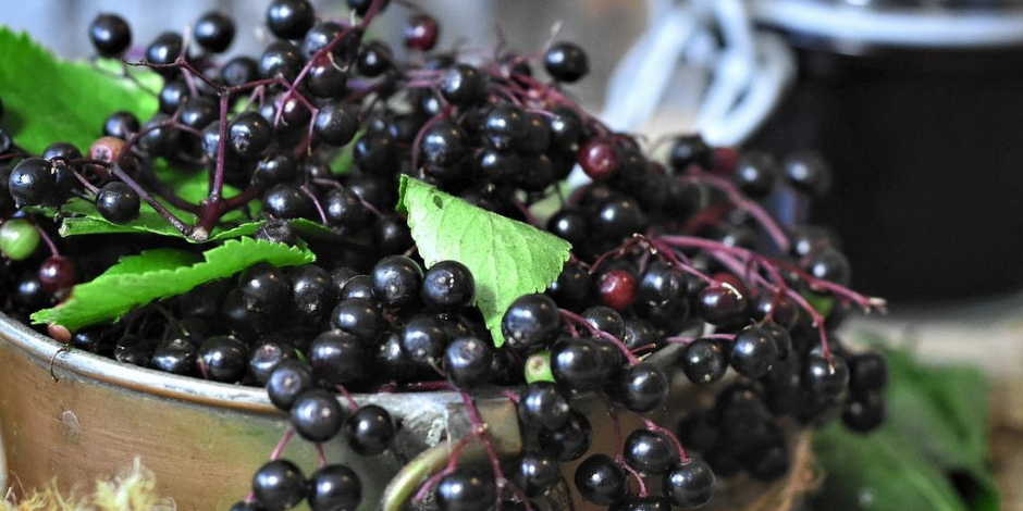 Build immunity with Elderberry Syrup Mockingbird Apothecary