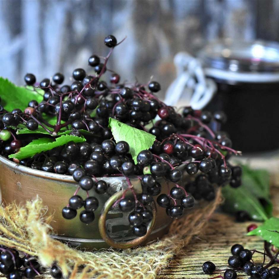 Build immunity with Elderberry Syrup Mockingbird Apothecary