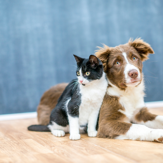 Pampering Your Furry Friends: A Guide to Essential Oils Safe for Pets