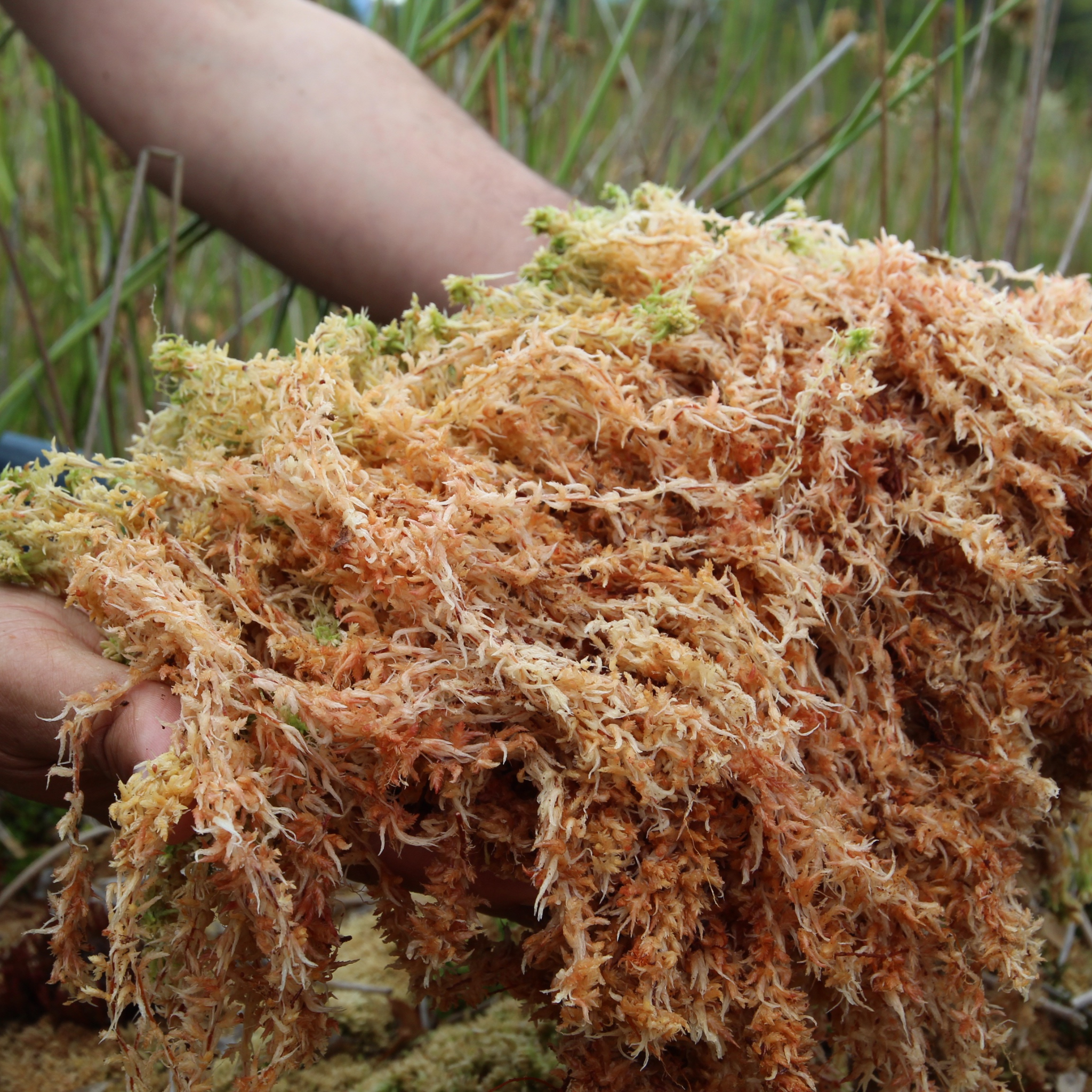 Sea Moss Benefits: What Wildcrafted St. Lucia Gold Sea Moss Can Do for Your Health