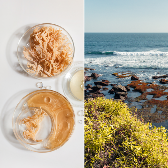 Wild crafted sea moss transformed by hand in small batches to edible sea moss gel at The Mockingbird Apothecary & General Store