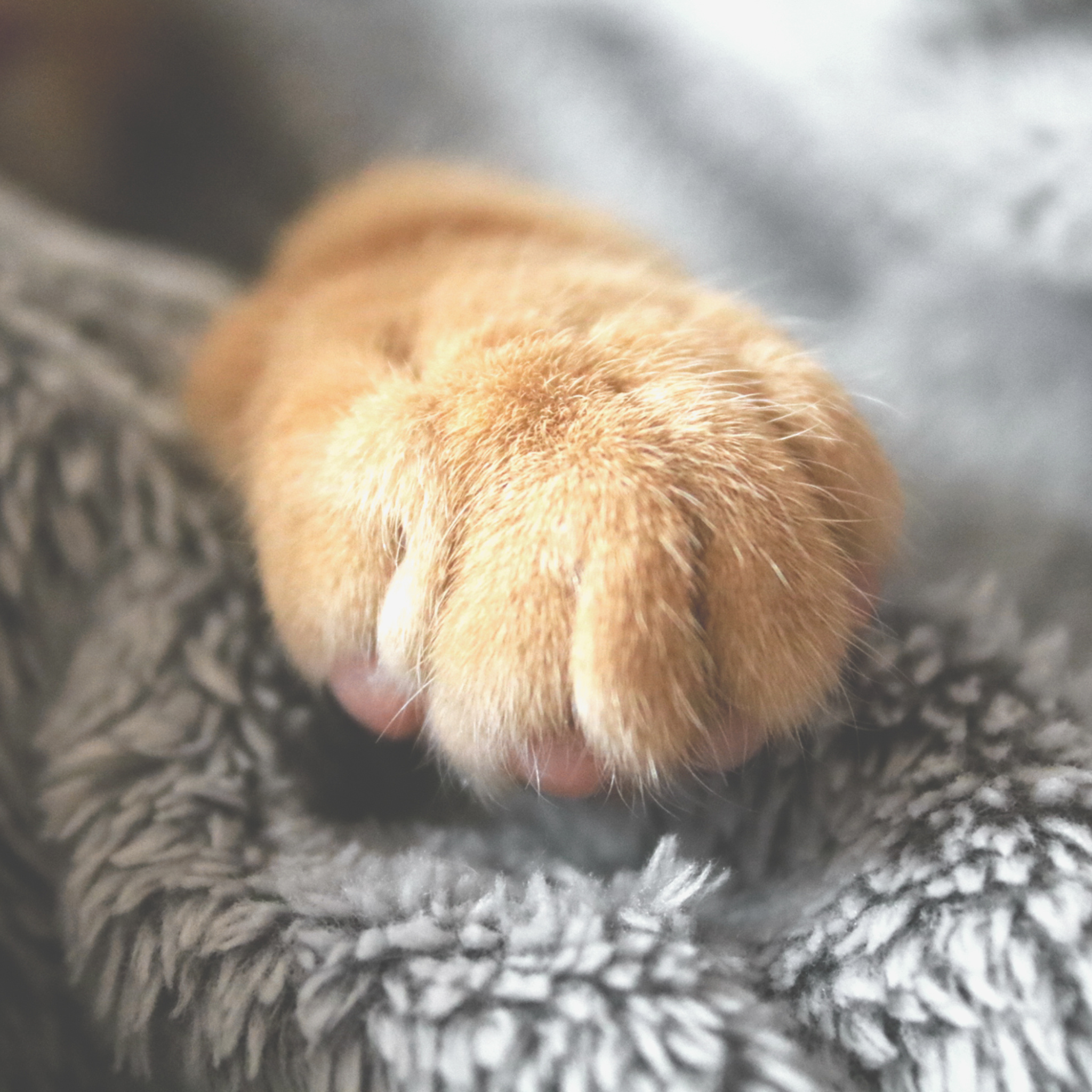 Dog, cat, bird, and small pets surrounded by essential oil bottles and a diffuser — pet safety aromatherapy guide
