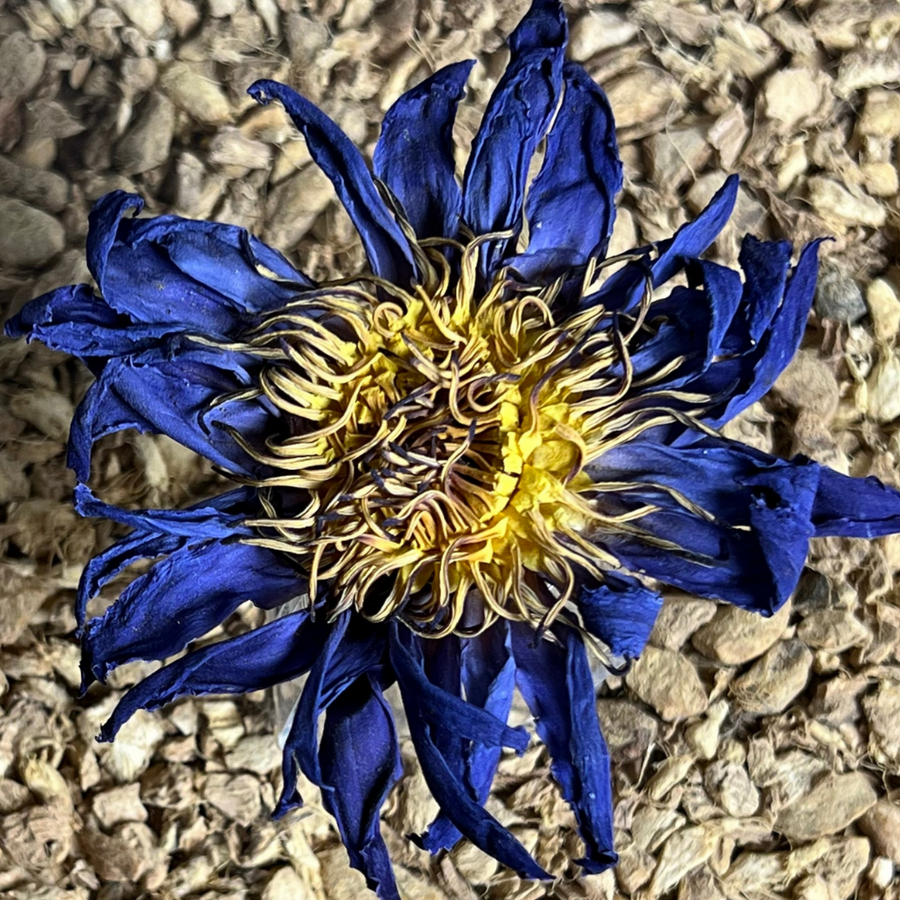 Organic Egyptian Blue Lotus In Double Drawstring Sachet | Mockingbird Apothecary